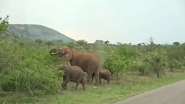 blonde babe gangs up on ebony stud in saucy safari romp